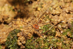 Pseudogagrella splendens