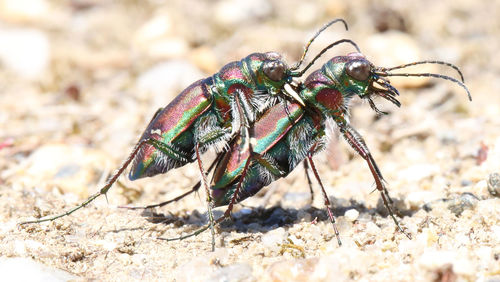 Purple Tiger Beetle