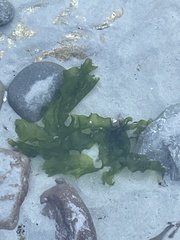 Ulva lactuca