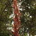 Tillandsia pastensis - Photo (c) Diego Amaya, algunos derechos reservados (CC BY-NC), subido por Diego Amaya