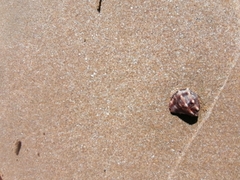 Stramonita biserialis