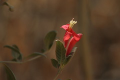 Ruellia mcvaughii