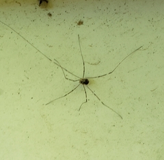 Leiobunum blackwalli