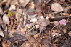 Anemonoides sylvestris