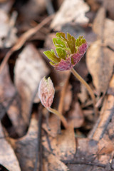 Anemonoides sylvestris