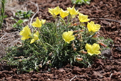 Oenothera flava