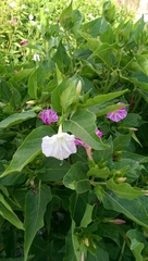 Mirabilis jalapa