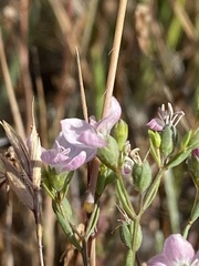 Hesperolinon congestum