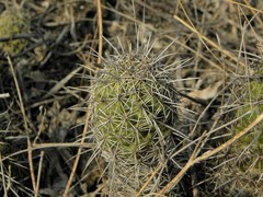 Coryphantha glassii