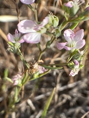 Hesperolinon congestum