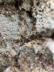 Pheidole californica