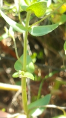Lysimachia arvensis