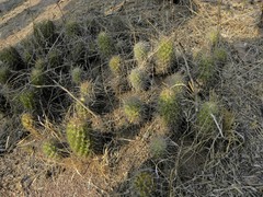 Coryphantha glassii