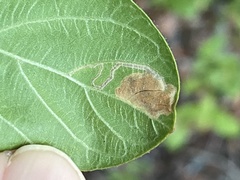 Leucoptera guettardella