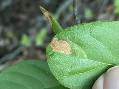 Leucoptera guettardella