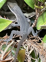 Anolis carolinensis