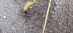 Dorymyrmex bicolor