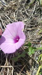 Ipomoea cordatotriloba