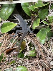 Anolis carolinensis