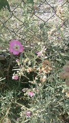 Sphaeralcea angustifolia