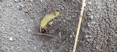 Dorymyrmex bicolor