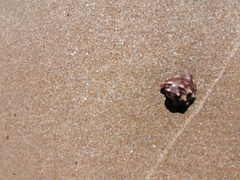 Stramonita biserialis