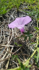 Ipomoea cordatotriloba