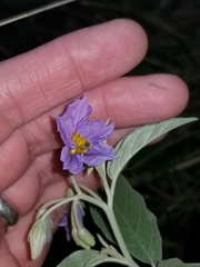 Solanum elaeagnifolium