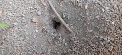 Dorymyrmex bicolor