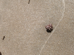 Stramonita biserialis