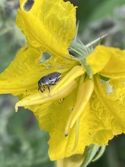 Odontocorynus salebrosus