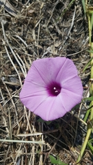 Ipomoea cordatotriloba