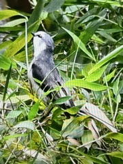 Pericrocotus cantonensis