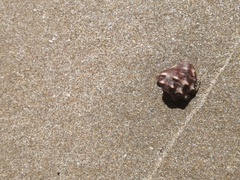 Stramonita biserialis