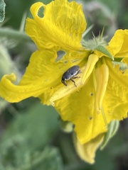 Odontocorynus salebrosus
