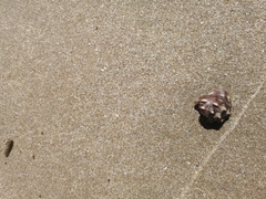 Stramonita biserialis