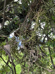 Tillandsia incarnata