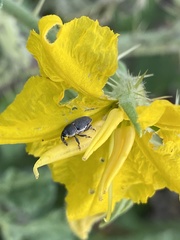 Odontocorynus salebrosus