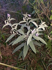 Solanum elaeagnifolium