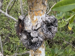 Cylindrocarpon didymum