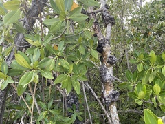 Cylindrocarpon didymum