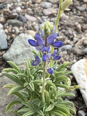 Lupinus havardii