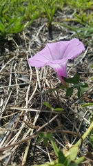 Ipomoea cordatotriloba