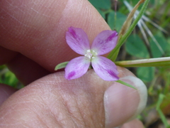Clarkia affinis