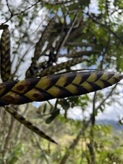 Tillandsia clavigera