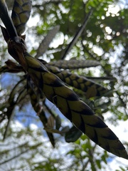 Tillandsia clavigera
