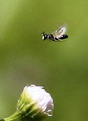 Hylaeus modestus