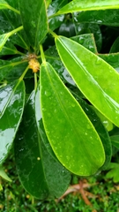 Heptapleurum arboricola