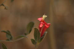 Ruellia mcvaughii