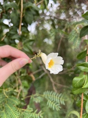 Amphilophium lactiflorum